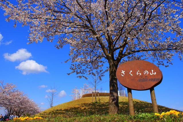 Narita Sakura no Yama